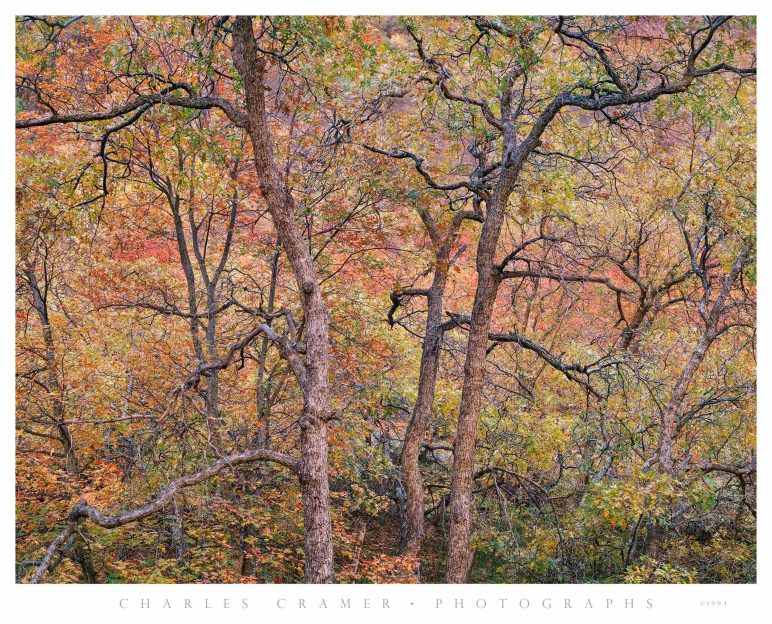 Tree Detail,  Autumn,  Zion Valley, Utah