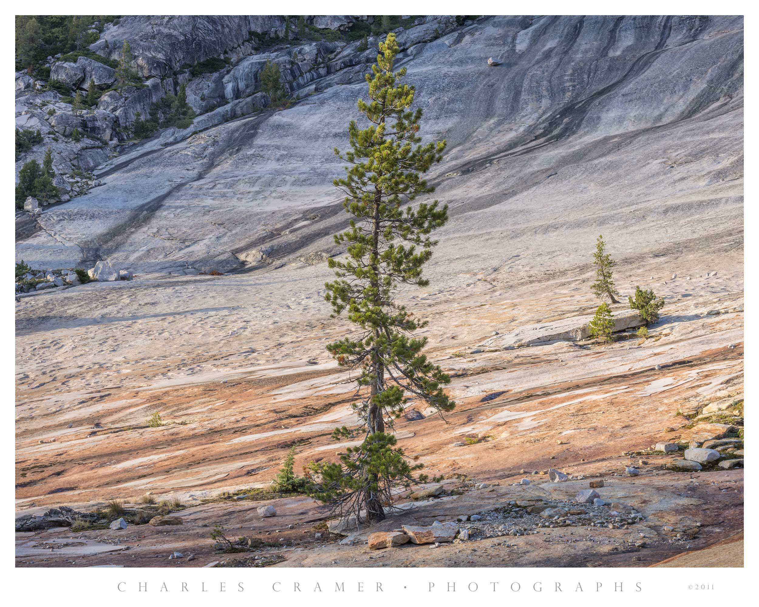 Evening Light, Granite Slope and Pines, Yosemite